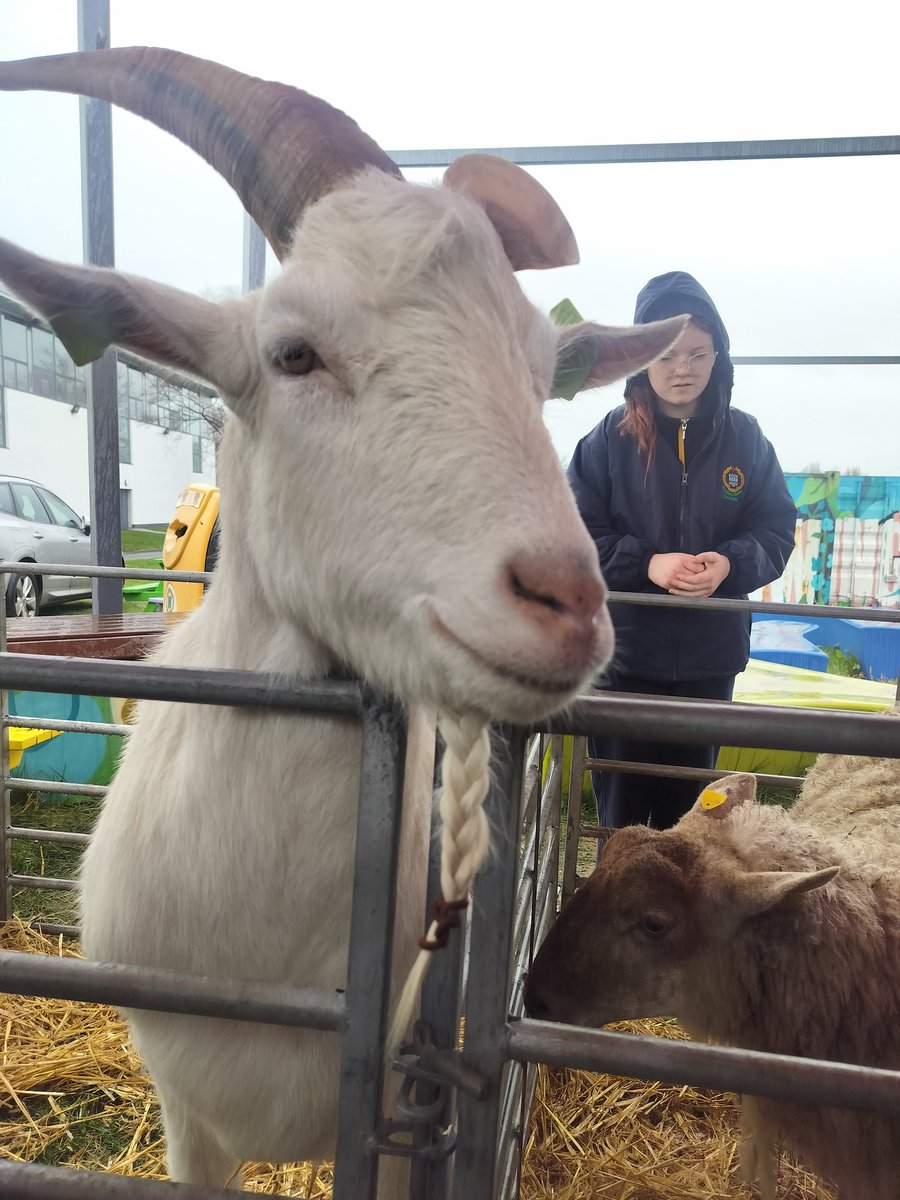 Ms. Scanlon tweet media