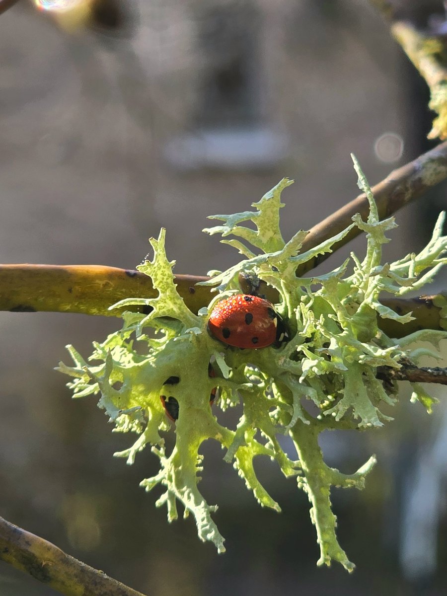 annealais's tweet image. #InsectThursday