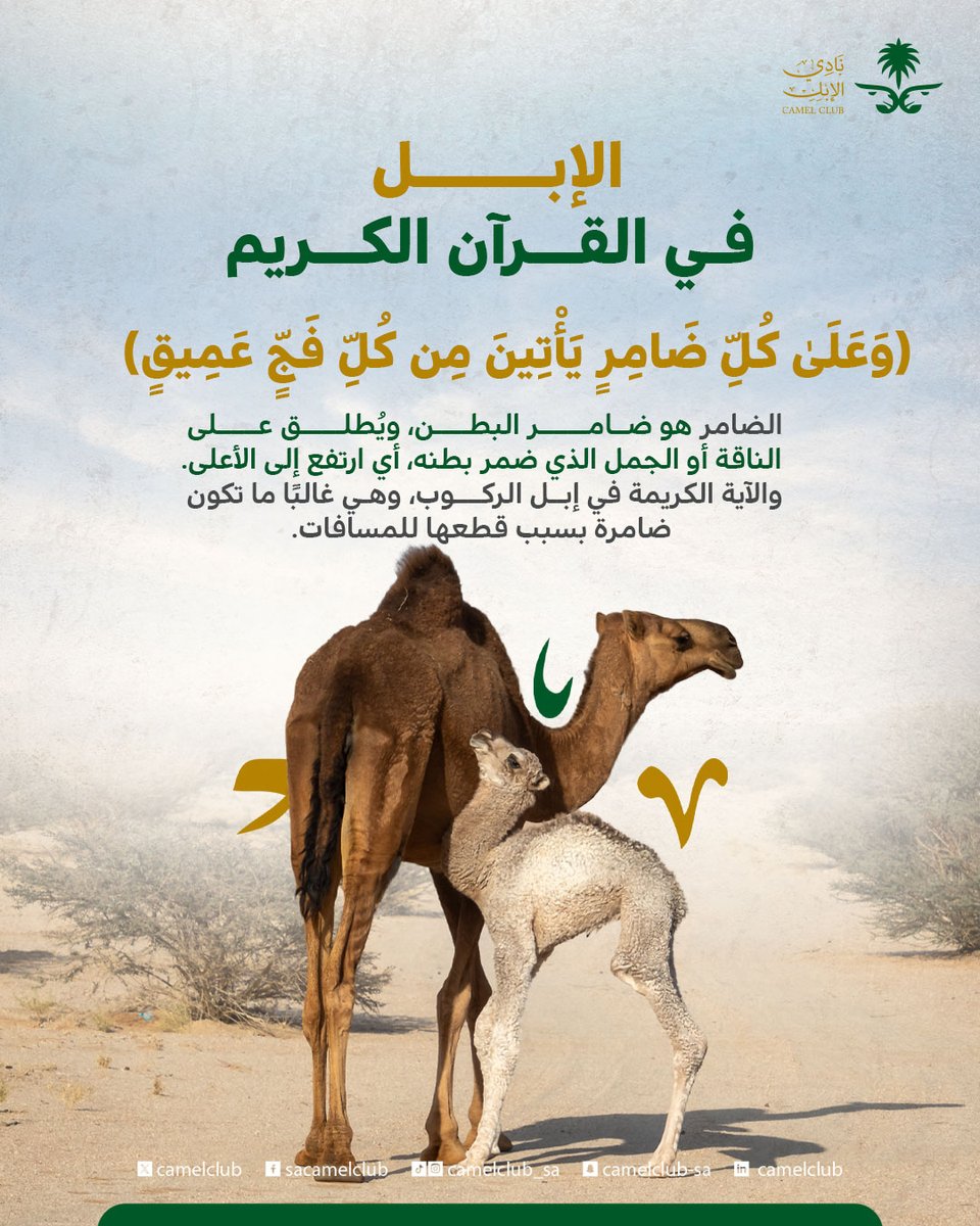 نادي الإبل tweet media