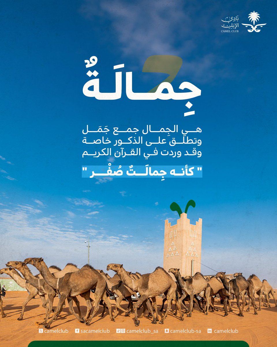 نادي الإبل tweet media