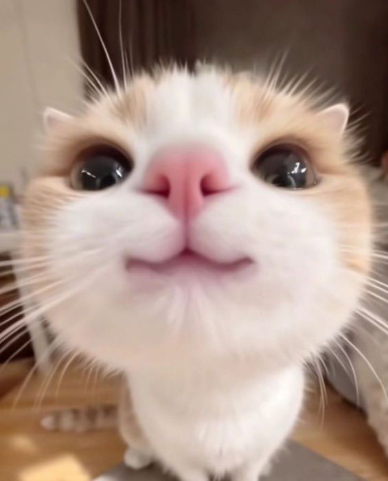 LauraaTula tweet media