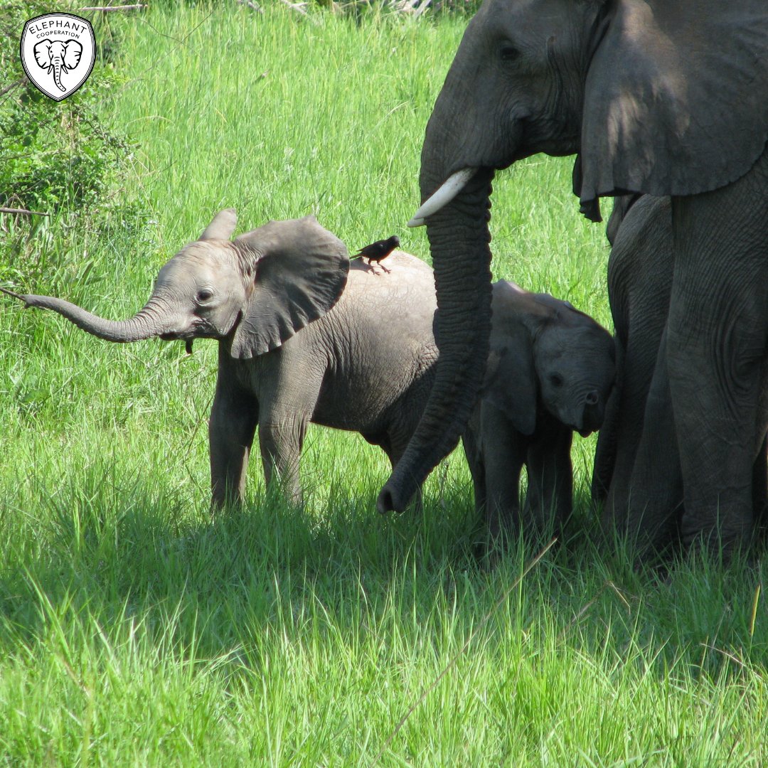 Elephant Cooperation tweet media