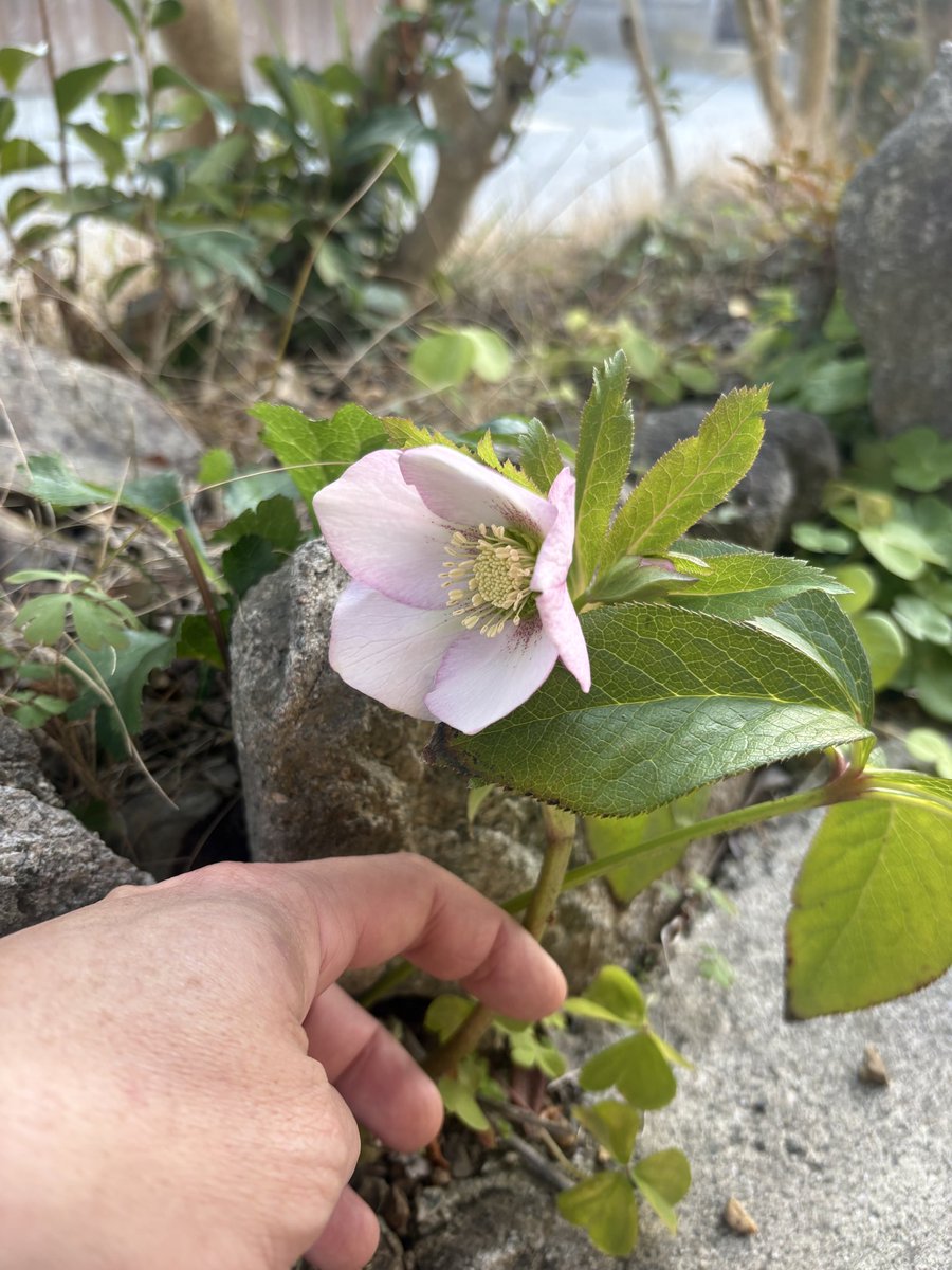 四代目カネゲン tweet media