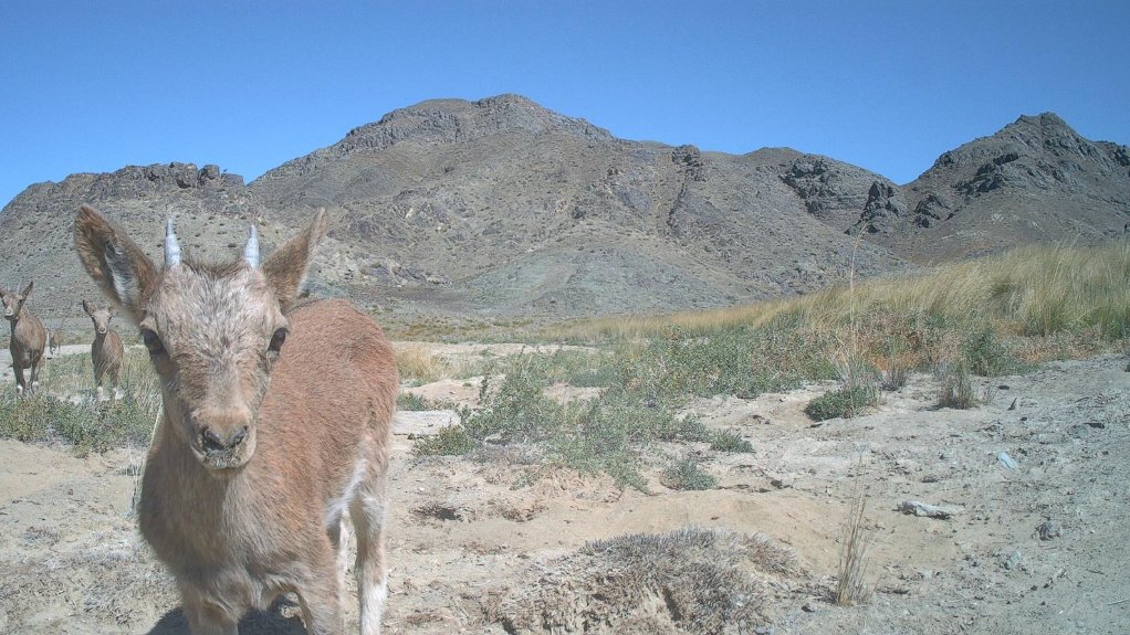 Solaris Trail Cameras tweet media