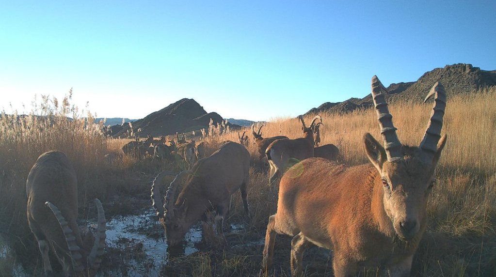 Solaris Trail Cameras tweet media