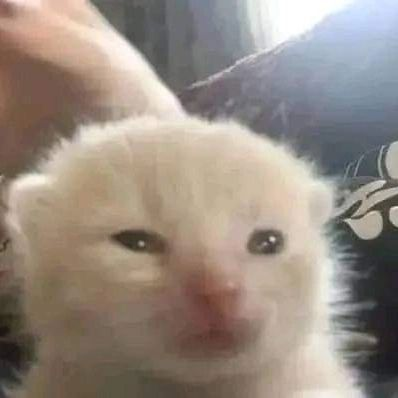 CrisppyBoat's tweet photo. hello twitter I come to you with a question, who owns glorp?? who made the original edit of this cat, because I can't seem to find that info at all!! https://t.co/iwocXZokmv