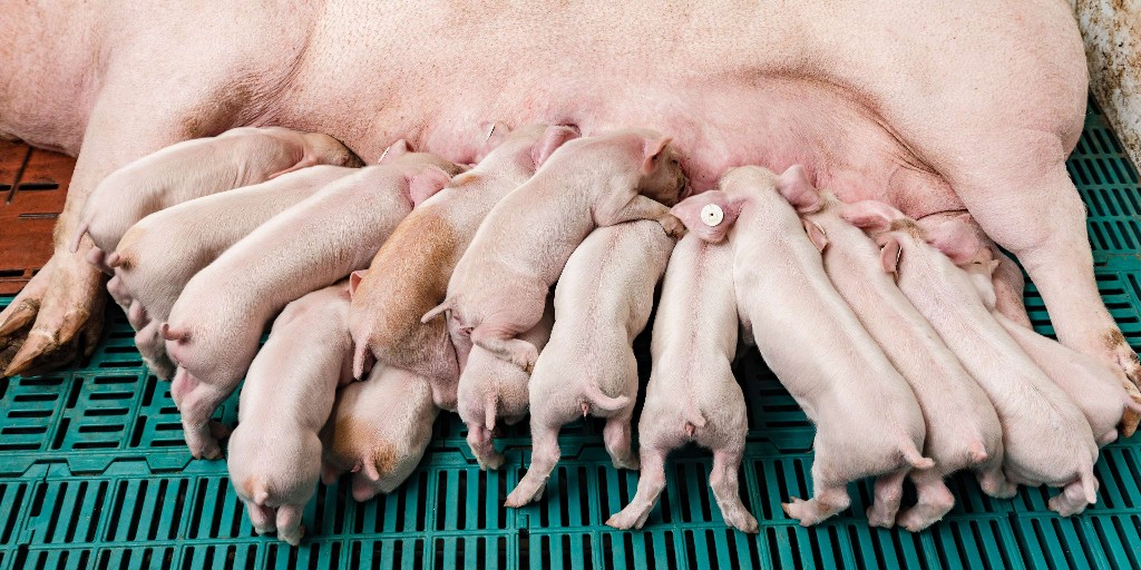 KWS Canada tweet media