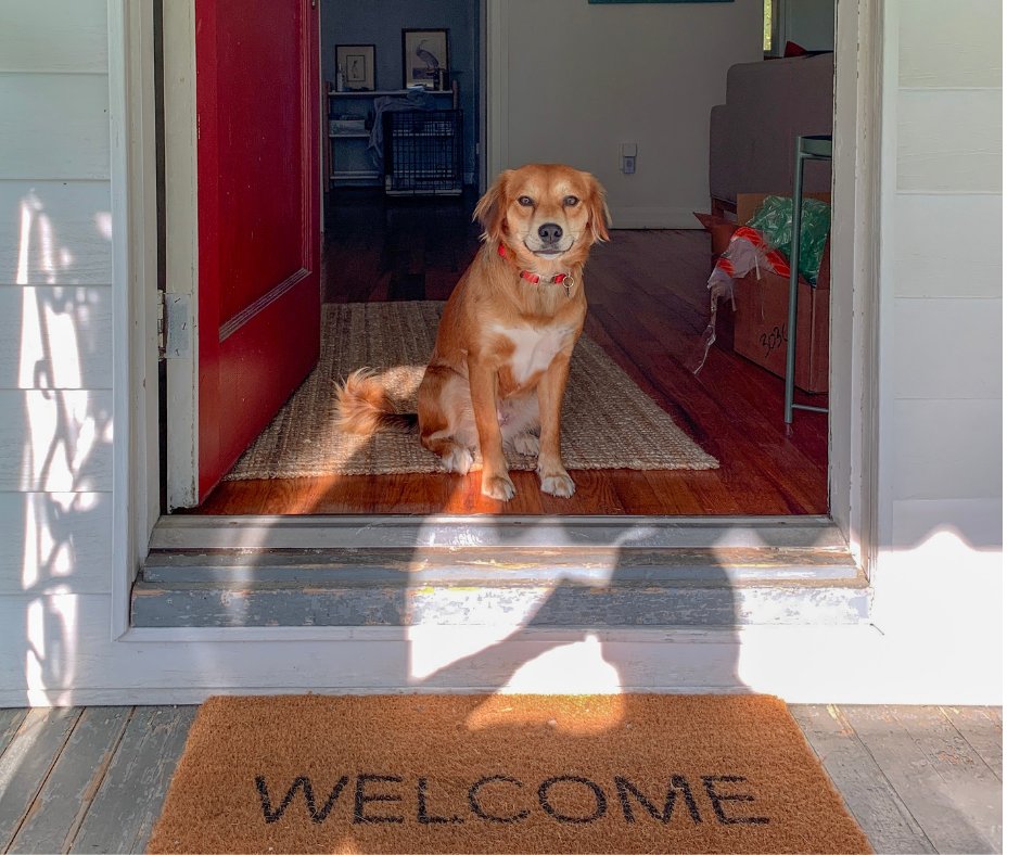FNFPetsitters's tweet photo. Safety Culture Starts Before the Door in pet sitting.  Pet sitting is a workplace. Not a casual errand. Not just a love of animals. A workplace.

And workplaces carry predictable hazards. https://t.co/mYDwut4abN https://t.co/1kNQpuo5Ek