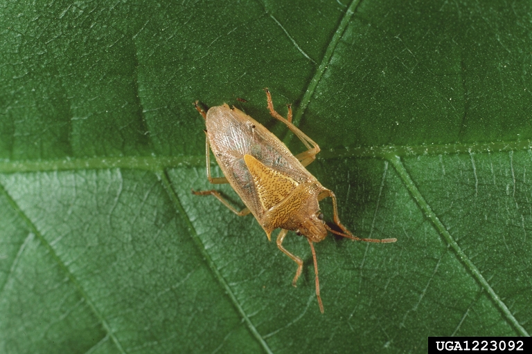 Arkansas Agricultural Experiment Station tweet media