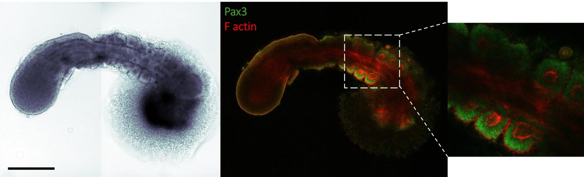 Iftach Nachman → @IftachN tweet media