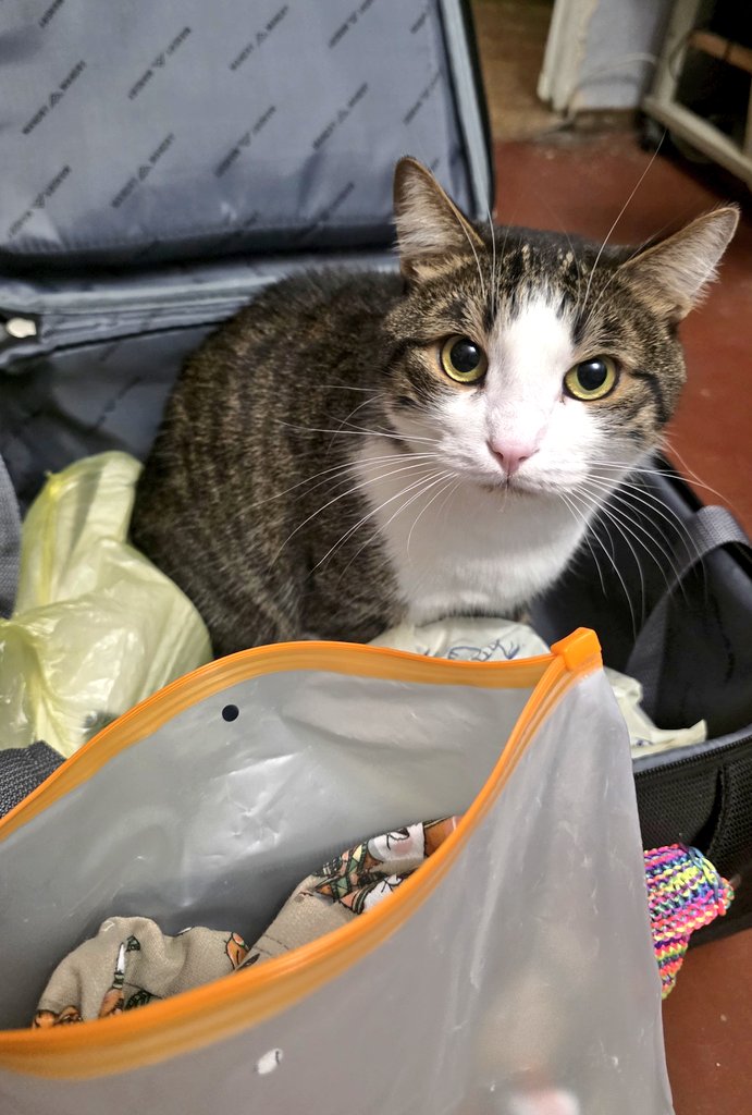 Tory Jam 🇺🇦🕊️ tweet media