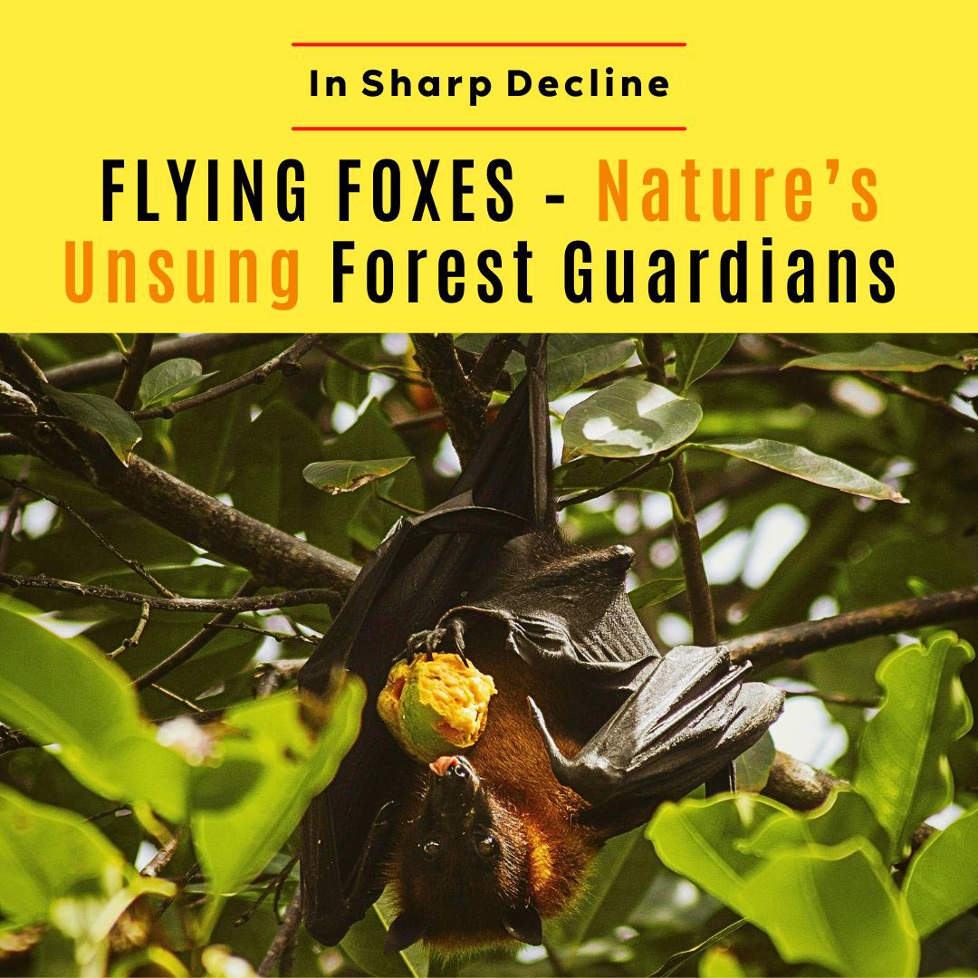 Consumers Association Penang tweet media