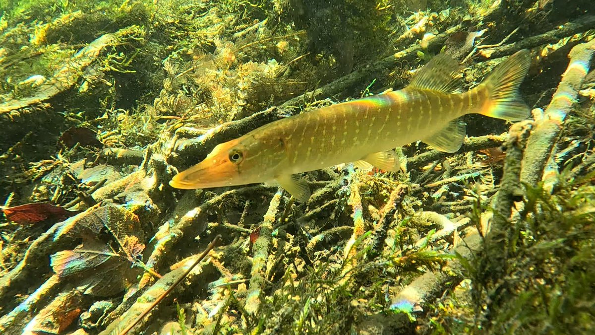 Military History Visualized tweet media