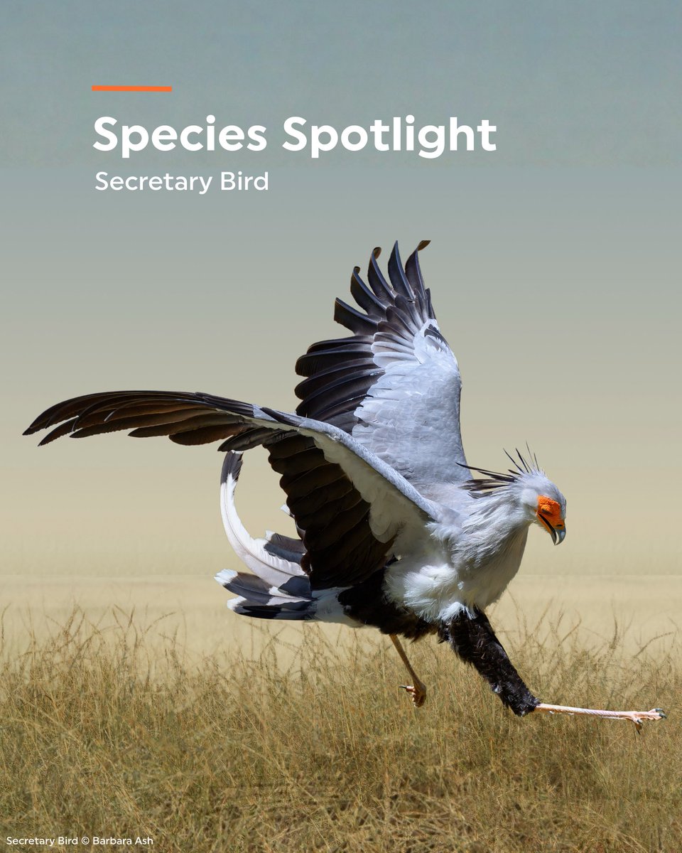 Rainforest Trust tweet media