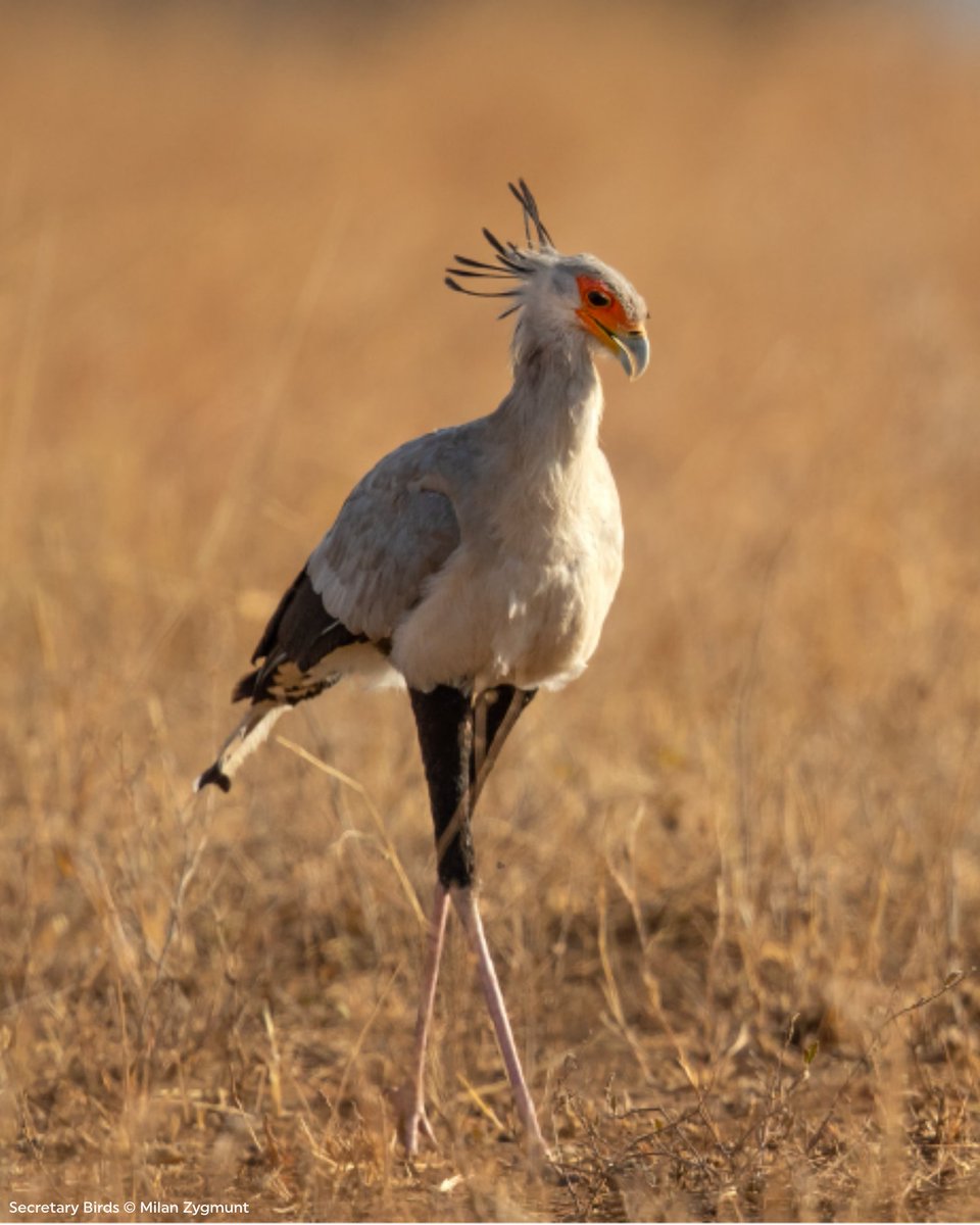 Rainforest Trust tweet media