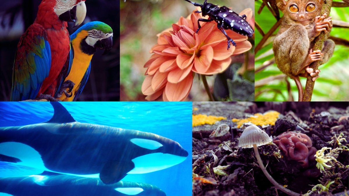 🌎 Top 10 países más biodiversos del mundo 🦜🌺🐸 (2025-2026)

1. 🇧🇷 Brasil
2. 🇨🇴 Colombia
3. 🇮🇩 Indonesia
4. 🇨🇳 China
5. 🇲🇽 México
6. 🇵🇪 Perú
7. 🇦🇺 Australia
8. 🇪🇨 Ecuador
9. 🇮🇳 India
10. 🇺🇸 Estados Unidos

Fuente: World Population Review, Mongabay, CBD (2025-2026)