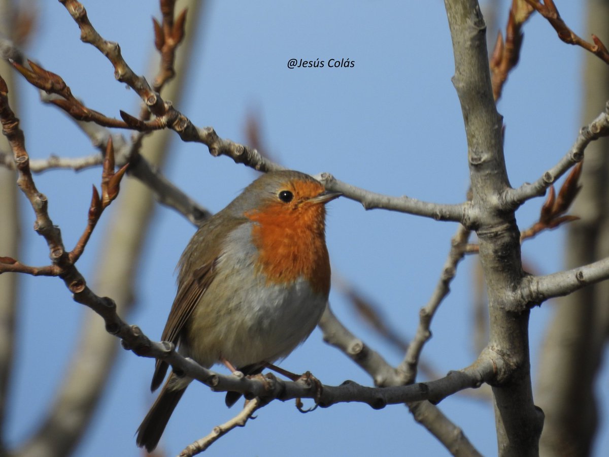 Jesús Colás tweet media