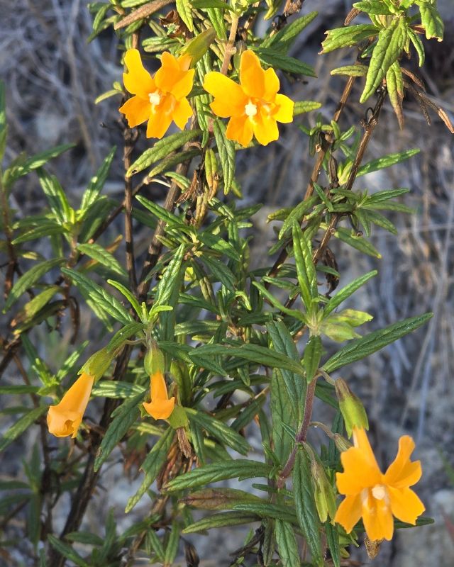 San Lorenzo Valley Post tweet media