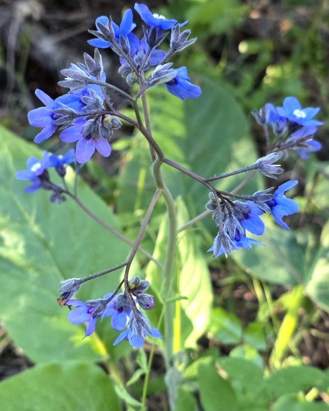 San Lorenzo Valley Post tweet media