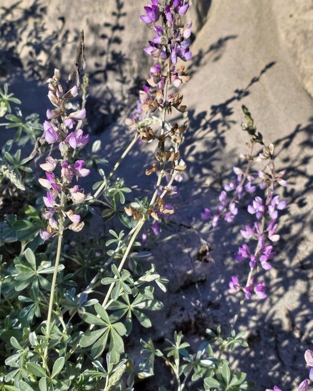 San Lorenzo Valley Post tweet media