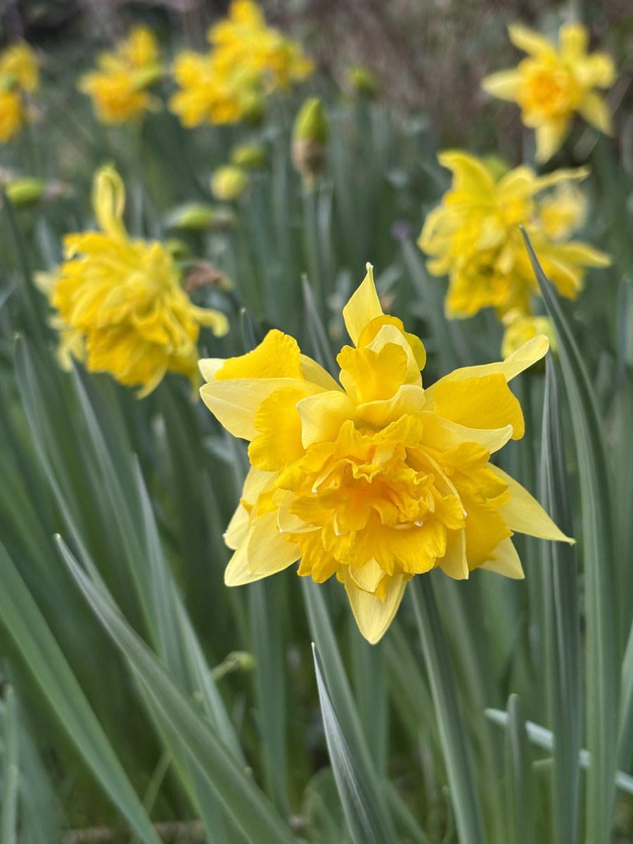 papaver's tweet image. Today’s favourite daff. Narcissus telamonius plenus. I planted a few in my garden and I’m starting to have many. #springbulbs #daffodils #narcissus #mygarden #gardening #gardeningtwitter #gardeningX
