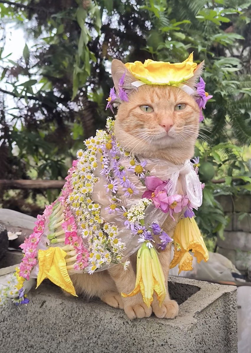 joey___deng tweet picture