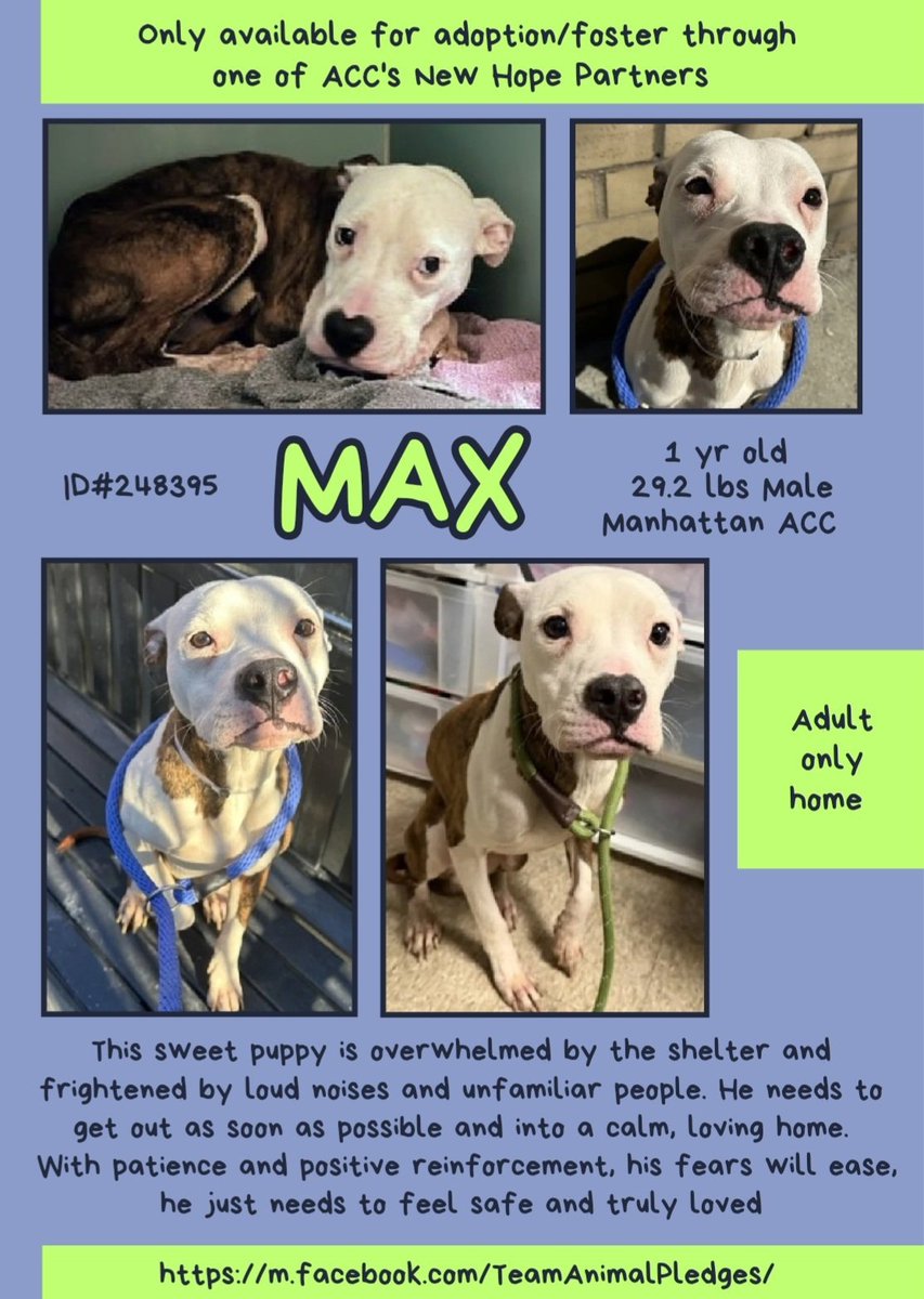 MAX ♥️  #248395  1yr old Boy ♥️  #Nycacc
Max is a beautiful puppy dumped by owner..
He's just a puppy and of course terrified of 
this frightening shelter full of noise and strangers!
Already at risk for fear 🎯💉
#RescueOnly 
#Foster
#Pledge4Rescue 
This poor puppy needs a home