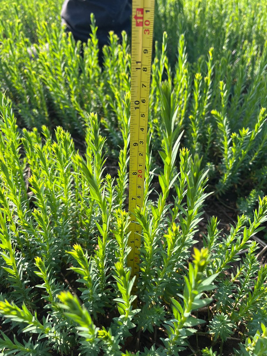 Hannah Foxall tweet media