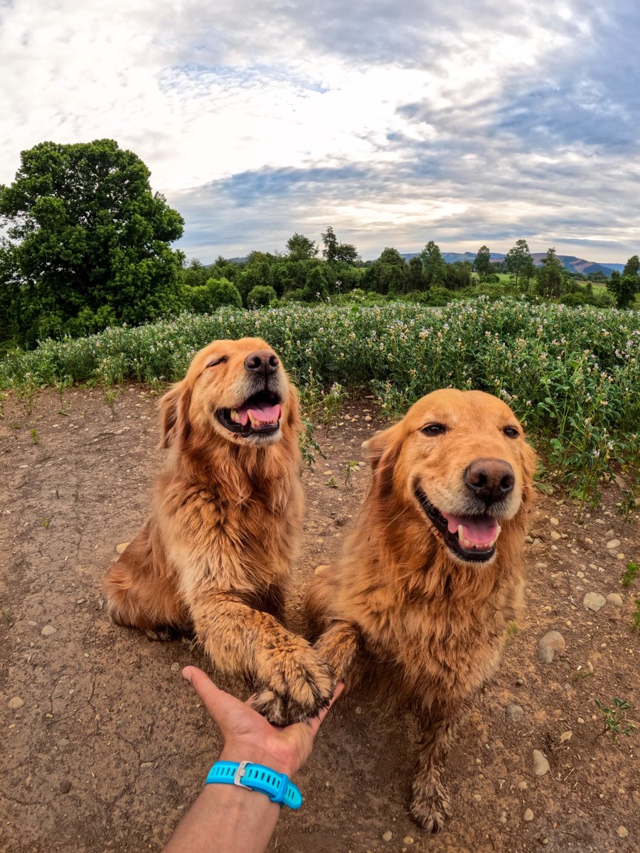 GoPro's tweet image. Photo of the Day: Another successful meeting of the good boy club 🐕🐕 POV from $100 GoPro Award recipient Abdia Delgado.

Submit your images to the "Photo of the Day" Challenge at GoPro.com/Awards for the opportunity to be featured + get paid.

#GoPro #DogsOfInstagram