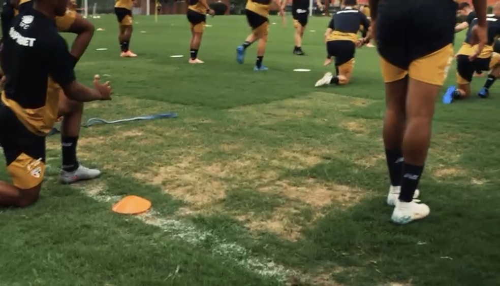 agoniatricolor tweet media