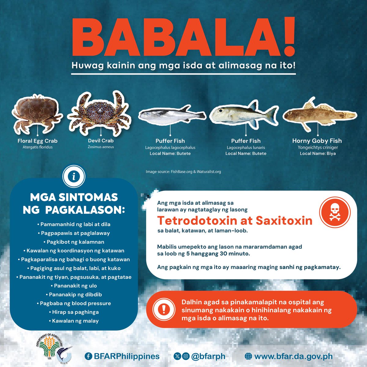 gmanews's tweet photo. HUWAG KAININ ANG MGA ISDA AT ALIMASAG NA ITO, NAKAKALASON ‼️

Nagpaalala ang Bureau of Fisheries and Aquatic Resources (BFAR) sa publiko ngayong Huwebes na iwasang kainin ang ilang uri ng alimango at isda dahil maaaring taglay ng mga ito ang lasong toxin na delikado sa kalusugan.

Courtesy: BFAR Philippines/Facebook

BASAHIN: https://t.co/0pil01i0d2