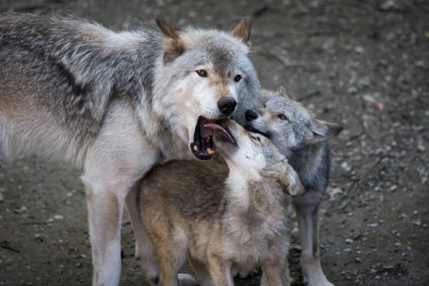 AyshahAwan's tweet photo. Wolves hardly ever take us out. Neither do bears or lions or sharks by comparison to what we do to them."
Cyril Christo 
4/4
#StopKillingWolves #SaveWolves #BanHunting #BanTrapping #BanTrophyHunting https://t.co/iVA9cPs6SP