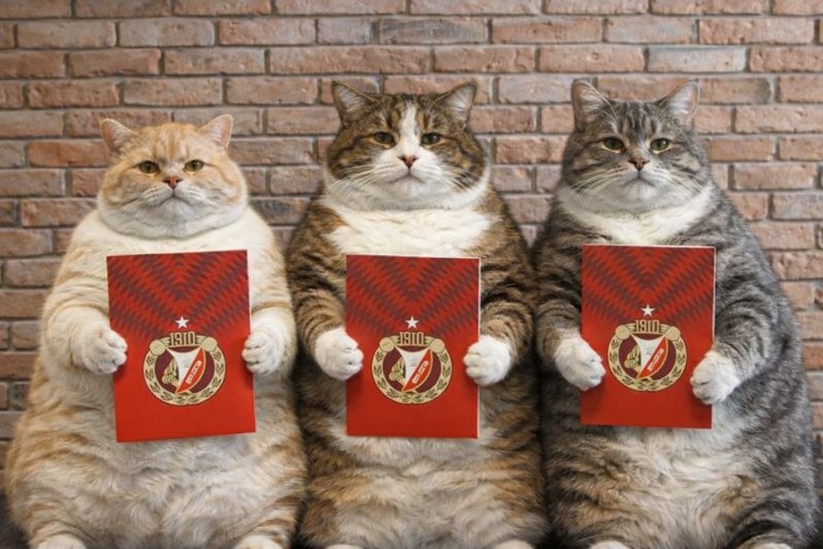 🇦🇹 𝕊𝕜𝕒𝕫𝕒𝕟𝕪 𝕟𝕒 𝕎𝕚𝕕𝕫𝕖𝕨 🇵🇱 tweet media