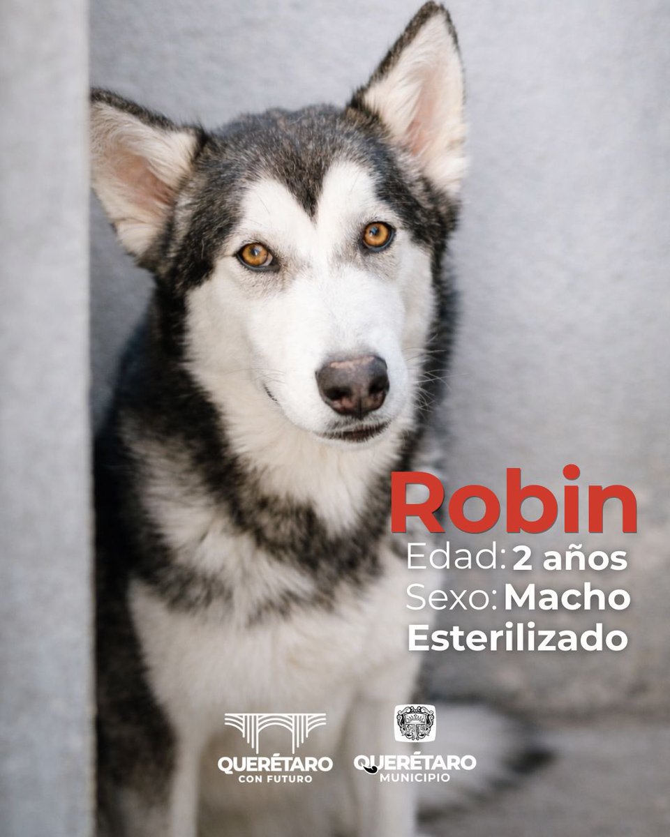 qromunicipio's tweet photo. Adoptar es convertir una historia difícil… en un hogar. 🐾 1/3 https://t.co/JXEx2nvOLy