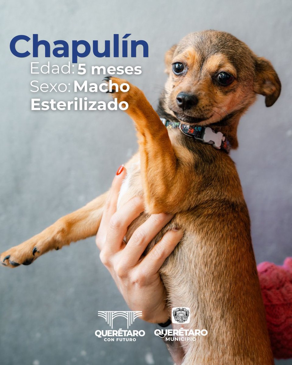 qromunicipio's tweet photo. Adoptar es convertir una historia difícil… en un hogar. 🐾 1/3 https://t.co/JXEx2nvOLy