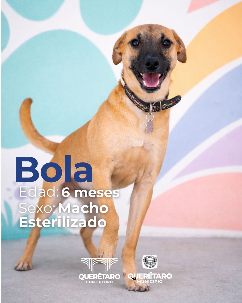 qromunicipio's tweet photo. Adoptar es convertir una historia difícil… en un hogar. 🐾 1/3 https://t.co/JXEx2nvOLy