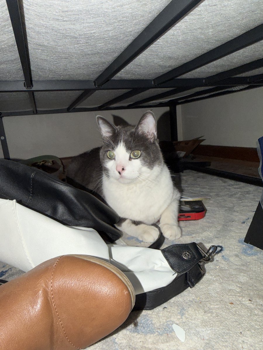 🚨FOUND CAT🚨
On 3/4/2026 this cat was found on E. Warren St. in Rockton, IL. 
👉This cat is currently being cared for by the finder, who can be reached at (815) 474-1687.