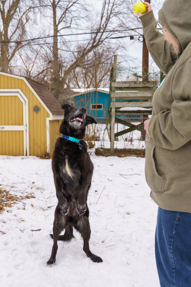 Ruff Start Rescue tweet media