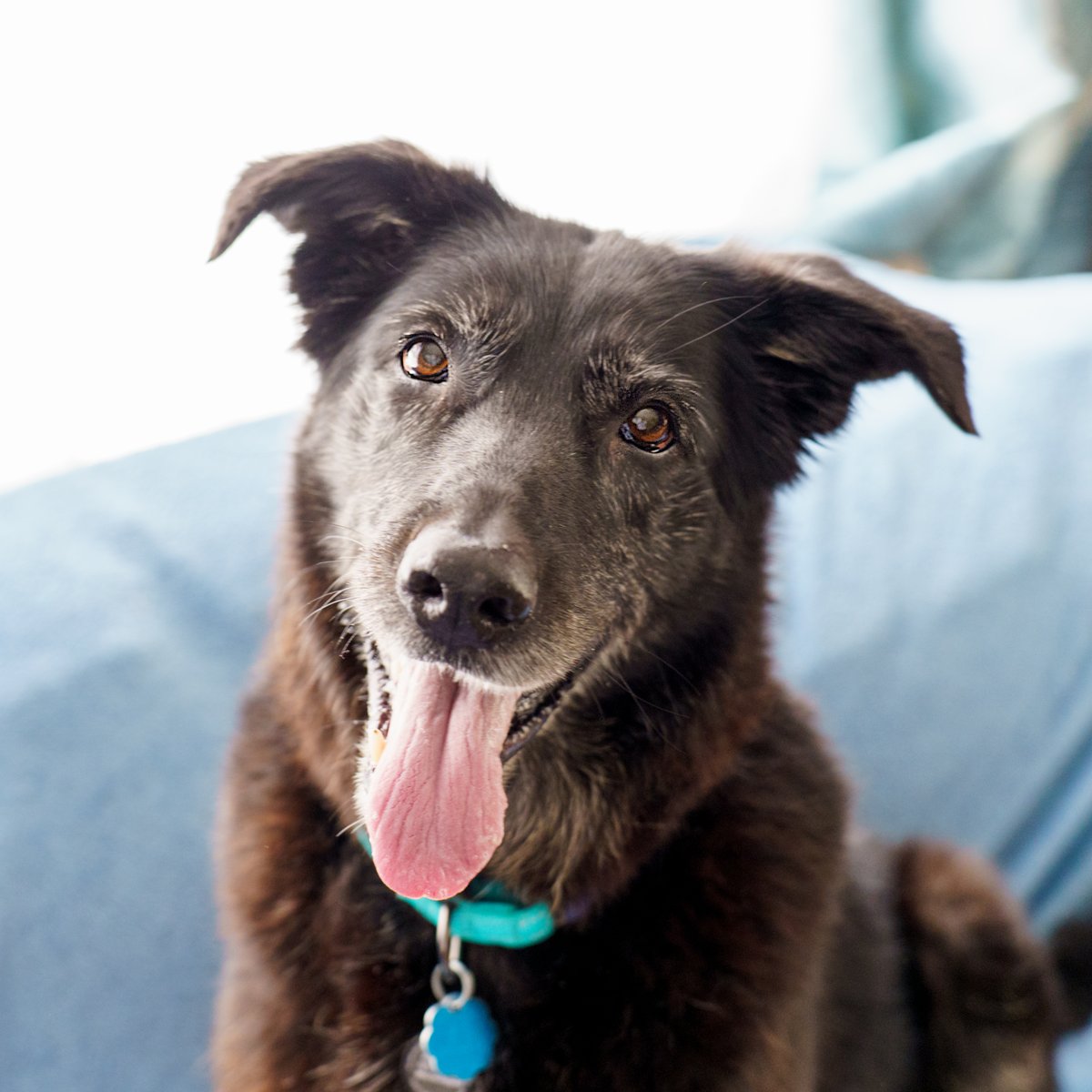 Ruff Start Rescue tweet media