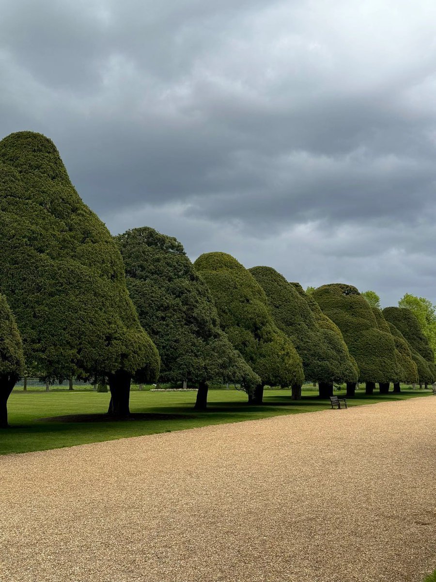 Arya4523's tweet photo. In winter, the sky was covered with thick black clouds and the beauty of the trees in the morning made my heart ache. #nature #Oscars https://t.co/DCKHYEJNzh