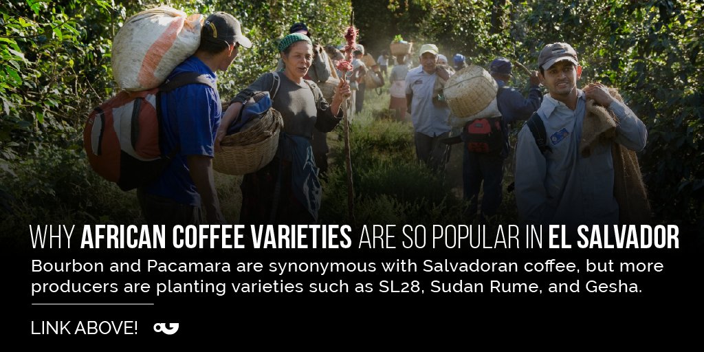 Perfect Daily Grind tweet media