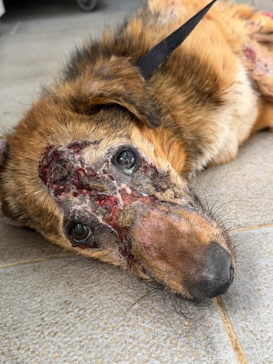 Galgos del Sol tweet media