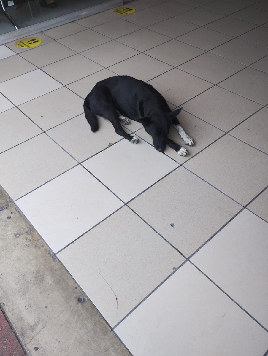 Saravia_Renzo's tweet photo. El dia de ayer por la noche mi papá encontró a este perrito en la puerta de Metro de Av. La Marina. Estaba bastante agotado. Lo hemos llevado a la veterinaria y está temporalmente bajo nuestro cuidado. Nos ayudarían con un RT para que sus dueños lo encuentren. https://t.co/gAs9btEhiC