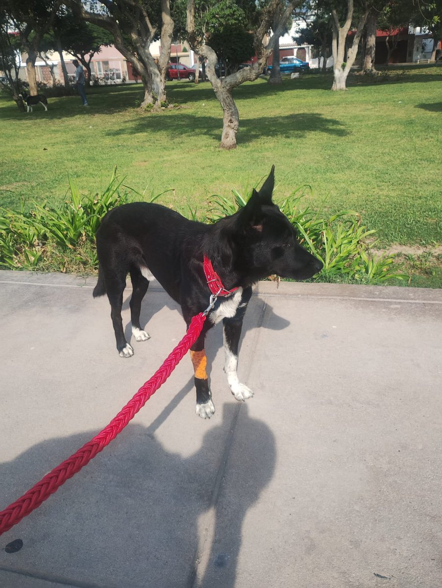 Saravia_Renzo's tweet photo. El dia de ayer por la noche mi papá encontró a este perrito en la puerta de Metro de Av. La Marina. Estaba bastante agotado. Lo hemos llevado a la veterinaria y está temporalmente bajo nuestro cuidado. Nos ayudarían con un RT para que sus dueños lo encuentren. https://t.co/gAs9btEhiC