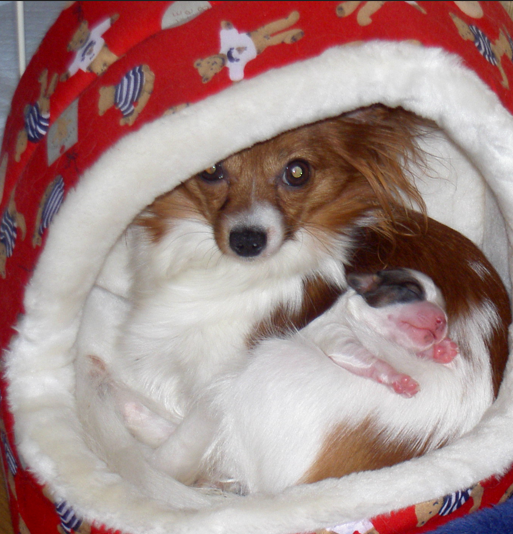 ワンコ大好き(杏花)☆過去写真多いです (@wankomonamo) on Twitter photo 