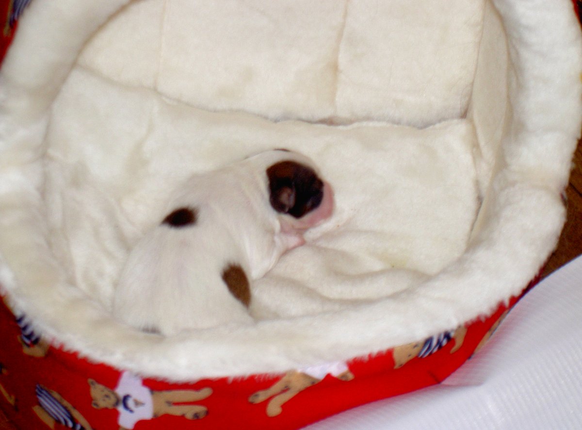 ワンコ大好き(杏花)☆過去写真多いです (@wankomonamo) on Twitter photo 