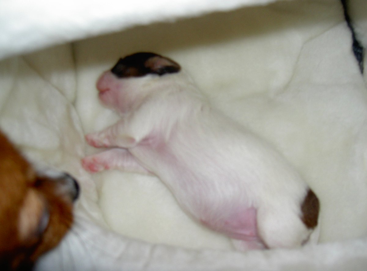 ワンコ大好き(杏花)☆過去写真多いです (@wankomonamo) on Twitter photo 