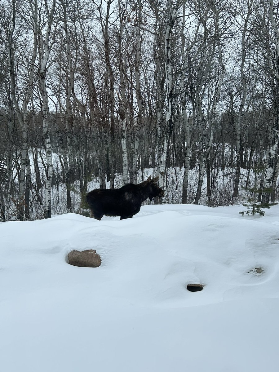 Cory Willness tweet media