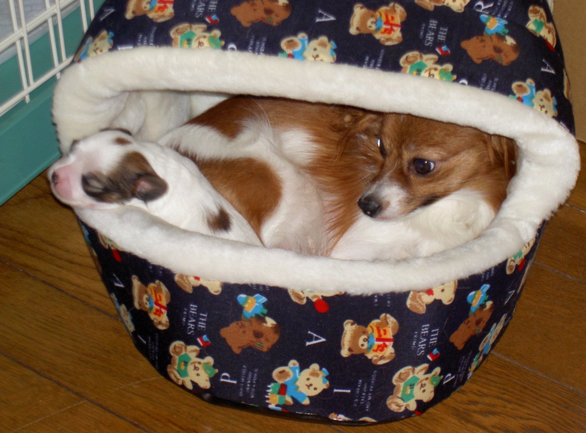 ワンコ大好き(杏花)☆過去写真多いです (@wankomonamo) on Twitter photo 