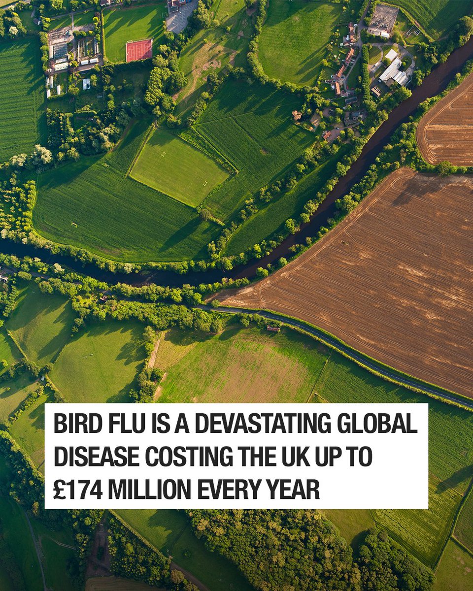 DefraGovUK's tweet photo. New vaccine trials for bird flu are starting today.

The scale of avian influenza outbreaks across the UK and Europe has been unprecedented in recent years - this marks a major step forward in the fight against the disease.

Read more: https://t.co/WWkzTU3Kpk https://t.co/wwsEEeRRcu
